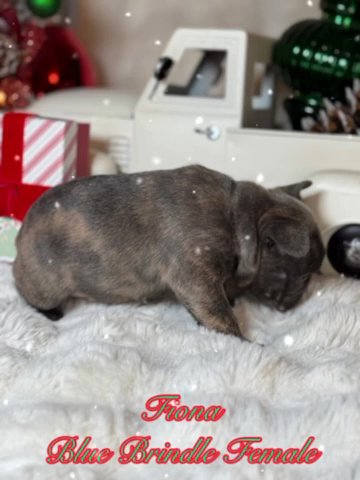 Leona in Dallas, Texas