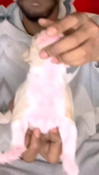 American Bully Pups Available in South Bend, Indiana