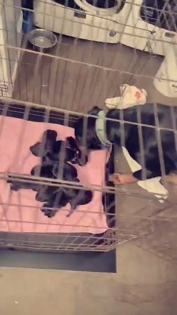 Rottweiler puppy dogs in Tulsa, Oklahoma