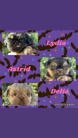 Female Litter in Redlands, California