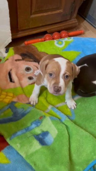 Pitbull Terrier female in Cambridge, Ohio