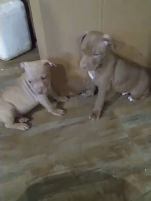 American Pitt Bull Terrier Pups in Asheville, North Carolina