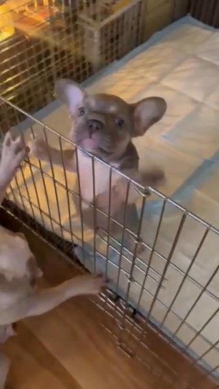 French Bulldog in Easton, Pennsylvania