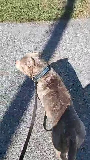 XL American Bully in State College, Pennsylvania