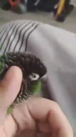 Green Cheek Conure (comes With Food, Cage Etc) in San Jacinto, California