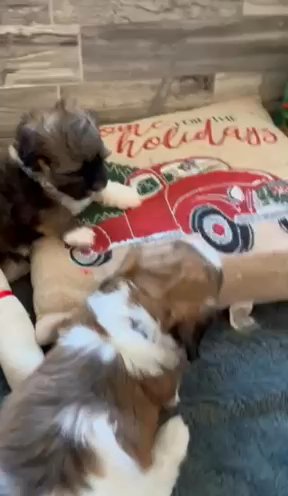 Havanese Puppies in Clermont, Florida