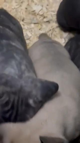 Purebred Dual Registered Cane Corso Pups in Frankfort, Kentucky