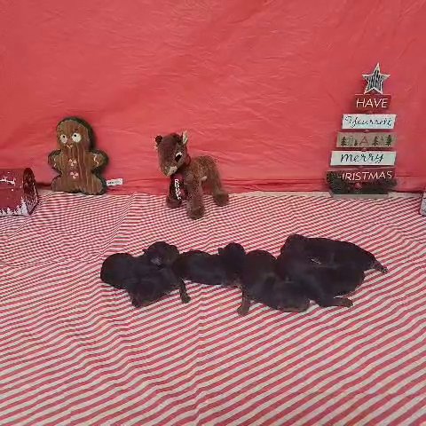 akc male and female yorkies teacup in Austin, Texas