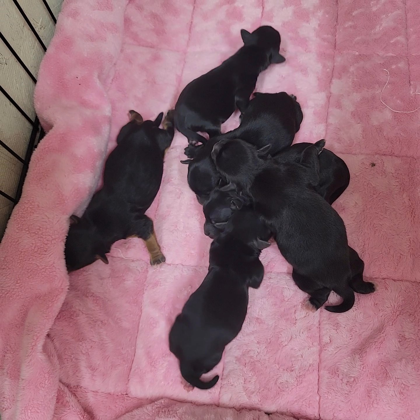 Kb black yorkies in Austin, Texas