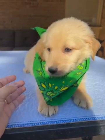 Golden Pyredoodle Boy in Weatherford, Texas