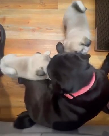 Pug Puppies in New York City, New York