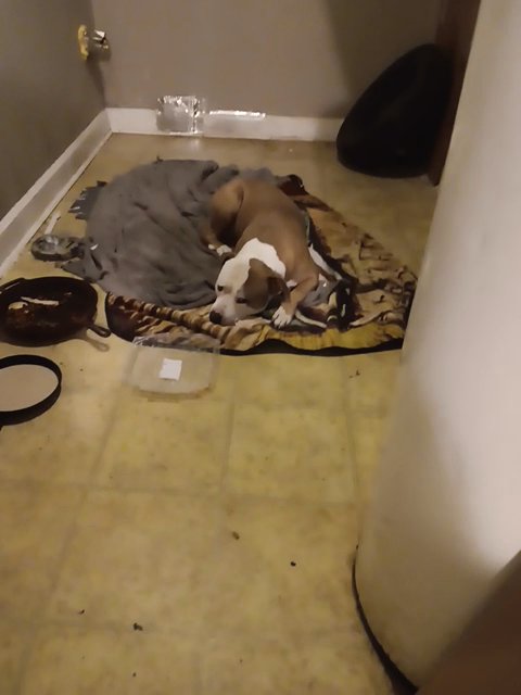rocky in Jeffersonville, Indiana