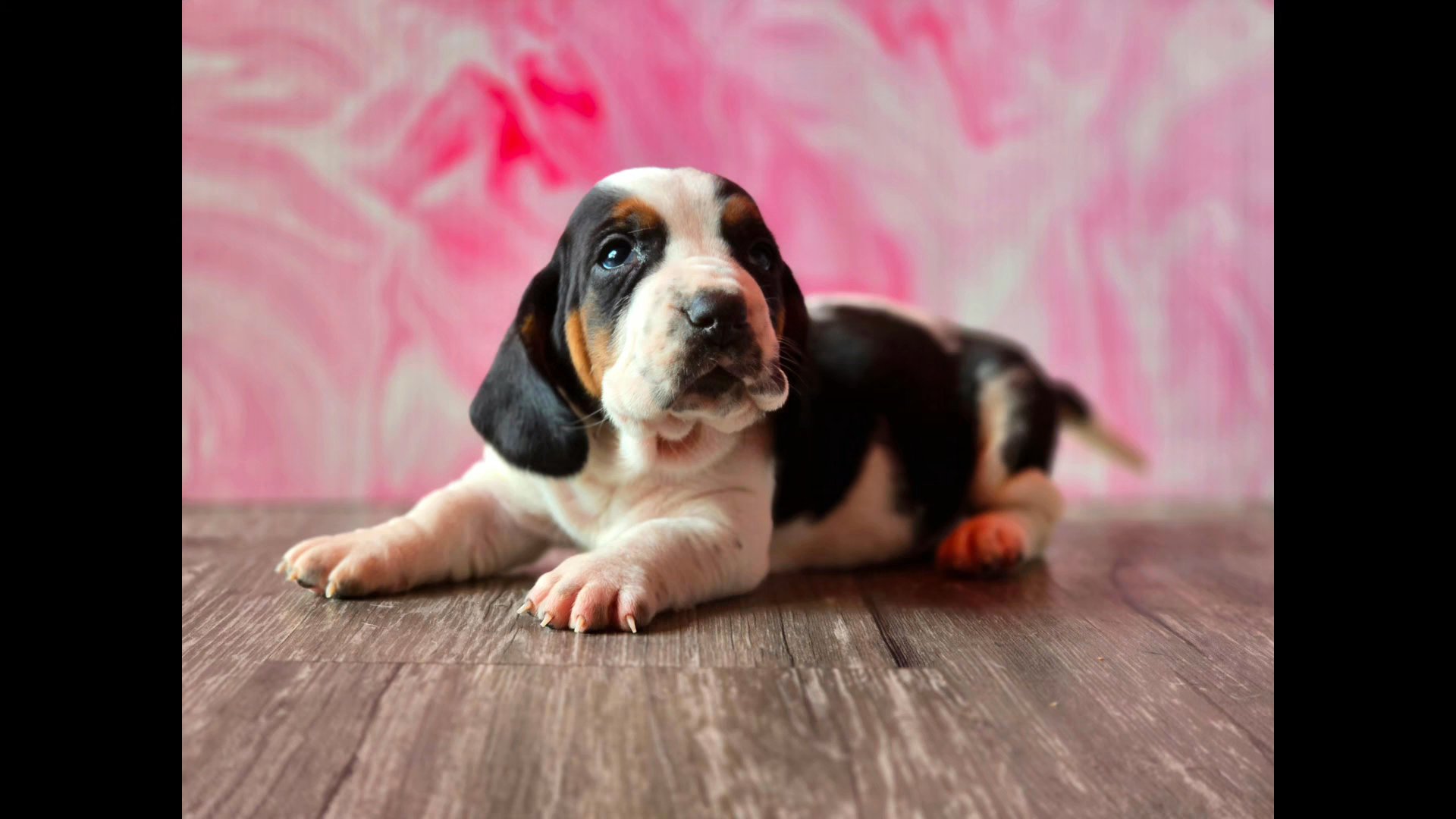 Basset Hound Named Envy, can you guess the Theme? in Lebanon, Ohio