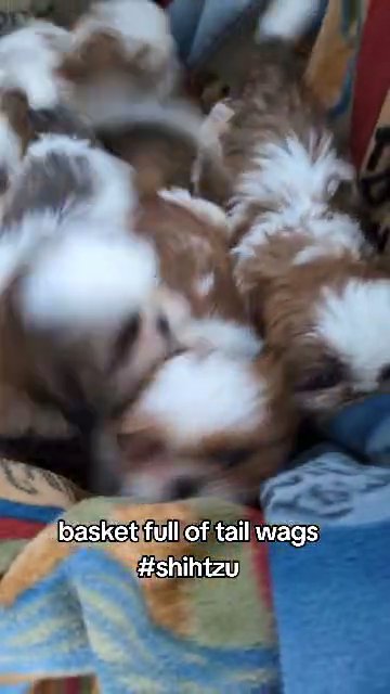 ACA SHIH TZU PUPS BORN OCT 08 in Goshen, Indiana