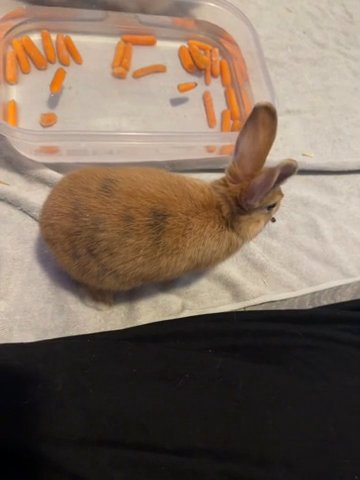 Mini Rex X Single Maned Lionhead Babies in Egg Harbor, New Jersey
