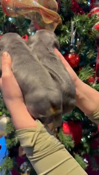 French Bulldogs in Bowling Green, Kentucky