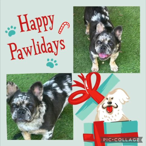 Akc Blue And Tan Fluffy Frenchie in Belton, Texas