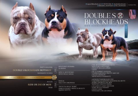 Pocket American Bully Puppies in Corsicana, Texas