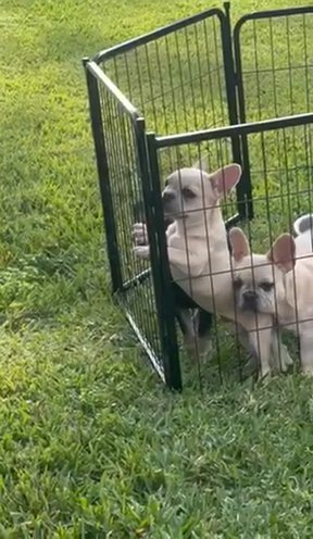 Frenchies in Houston, Texas