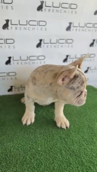 French Bulldog
