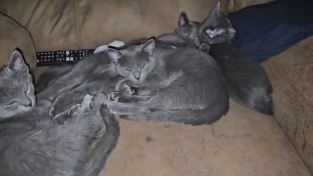 Russian blue Kittens