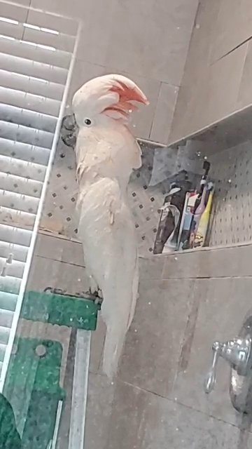 Muluccan Cockatoo 8yo Male with cage