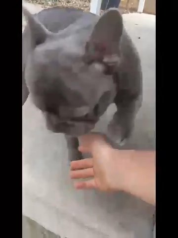 French Bulldog