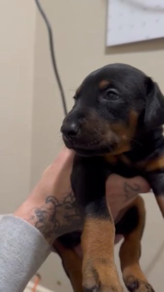 Female Dobermann Puppy in Schertz, Texas