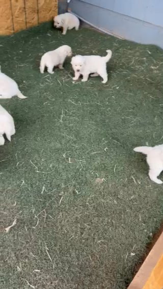 Great pyrenees Puppies