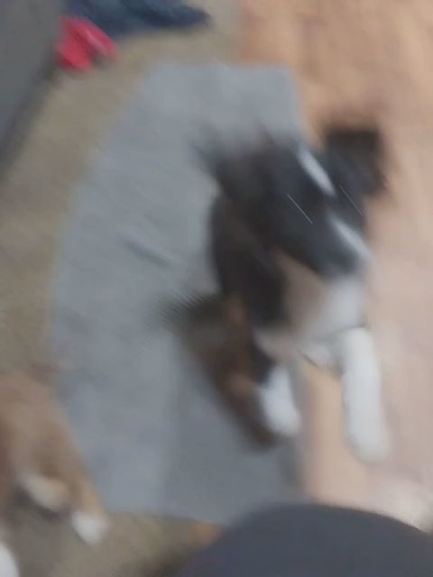Miniature Australian Shepherd Puppies.