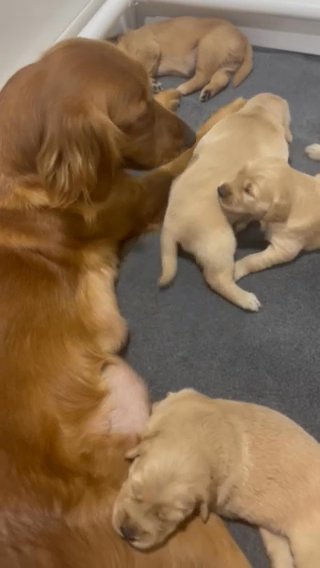 Golden Retreiver Puppies
