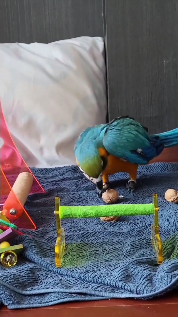 Tamed Blue & Gold Macaw