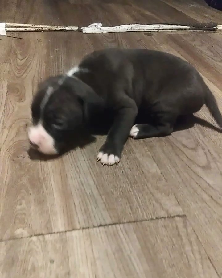 Meryl tri pitbulls 4sale and other colors