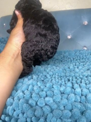 Cora The Standard Poodle