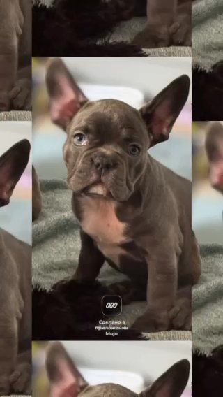 French Bulldog