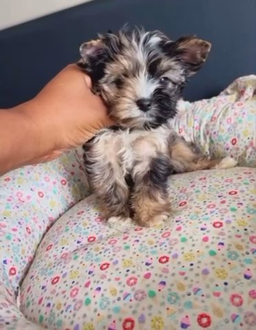Merle Yorkshire Terrier
