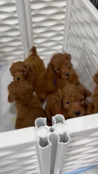 standard goldendoodles
