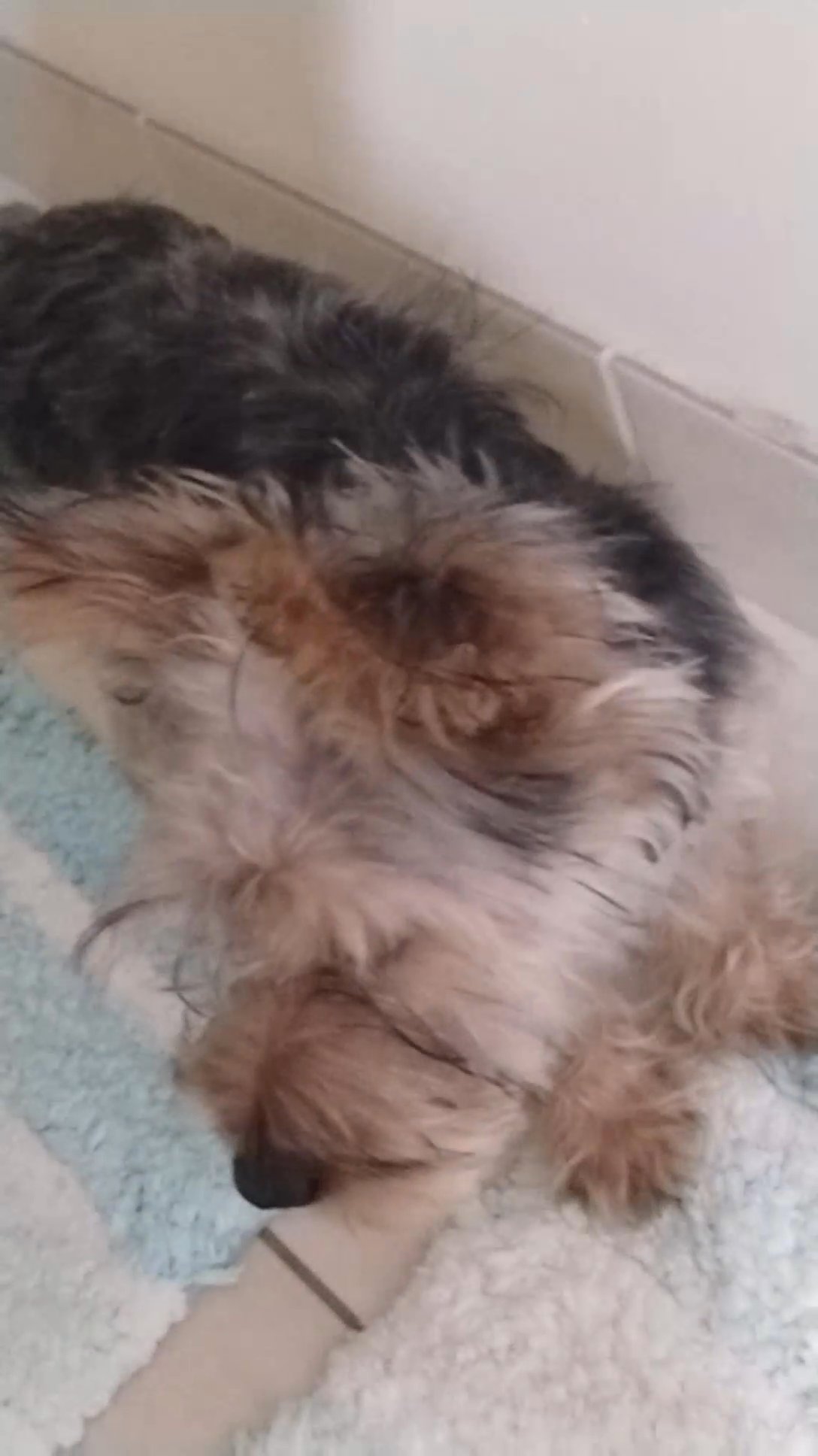 Yorkie male six months
