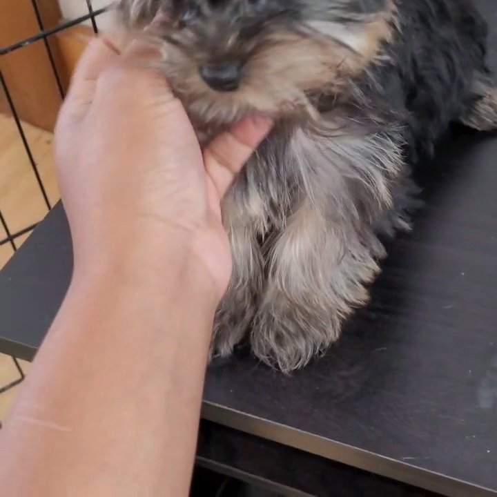 Last Yorkie of the Litter for Sale!