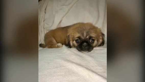 Pekingese