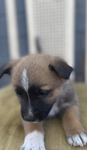 German Shepherd Pups!