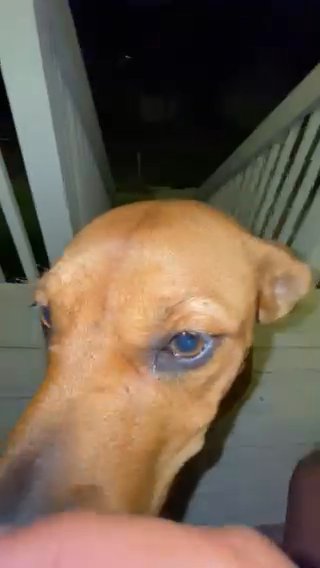 Puppy For Sale