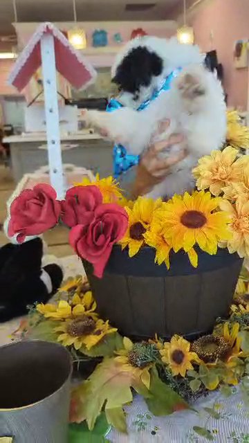 F1B Mini Bernedoodle BOY ( Baby Wiggz)
