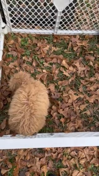 Boo Bear in Sumter, South Carolina