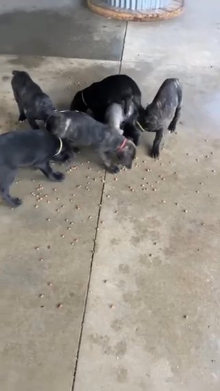 Hungry Hippos