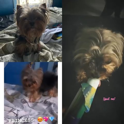 TeaCup Yorkie