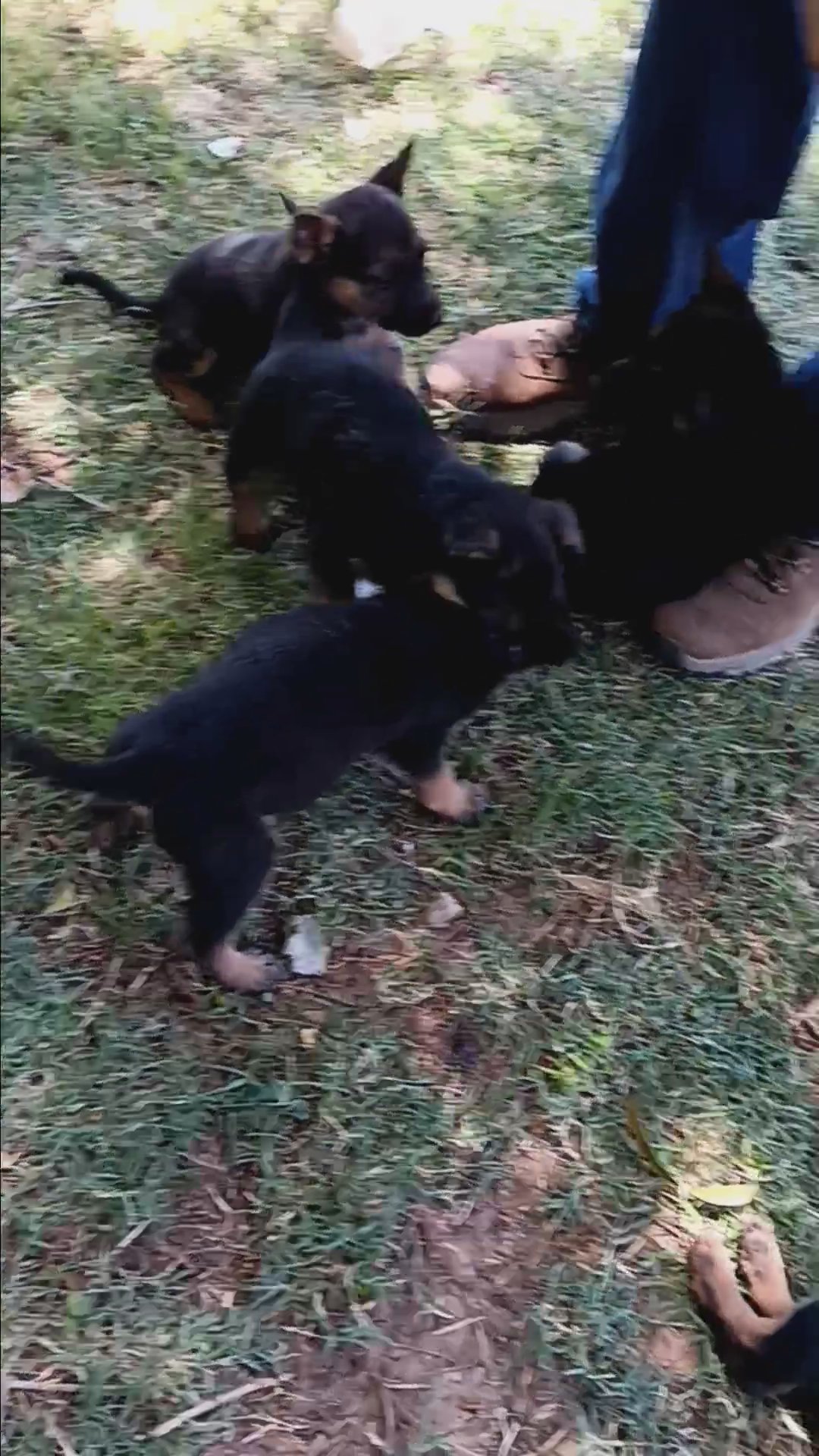 puppies
