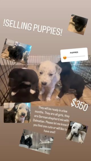 Puppies