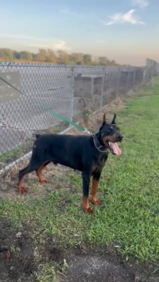 European Doberman