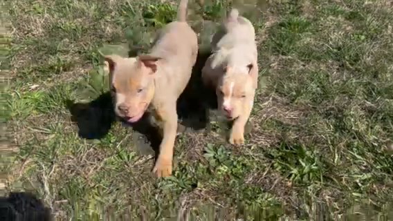 AMERICAN XL BULLY